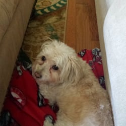 jackie's pet grooming