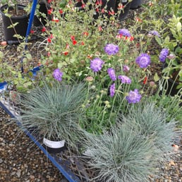 Wyntour Gardens - 29 Photos & 13 Reviews - Nurseries & Gardening - 8026