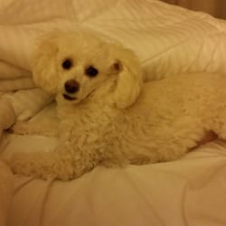Newbury Park Carpet Cleaning Ca Residential Carpet Cleaning