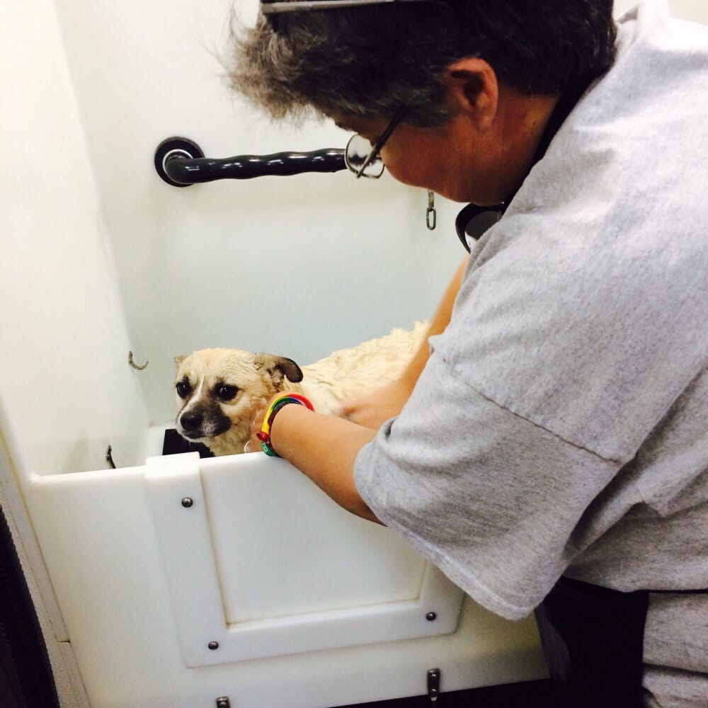 dog groomer bakersfield dog groomer bakersfield