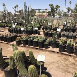 Arizona Cactus S 28 Photos 29 Reviews Nurseries Photo Of Arizona Cactus S Chandler Az United States