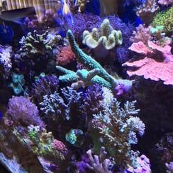 Amazing Aquariums 26 Photos Aquarium Services 2330 S Nova Rd Photo Of Amazing Aquariums Daytona Beach Fl United States Reef Specialist
