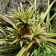 John Perry Lawn Maintenance Landscaping 2860 Kirby Cir Palm Bay Valkaria Gardens