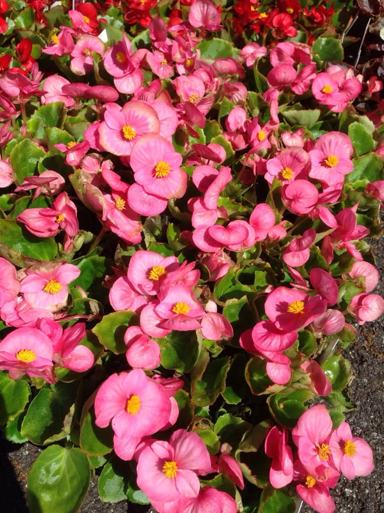 Westwood Garden Nursery
