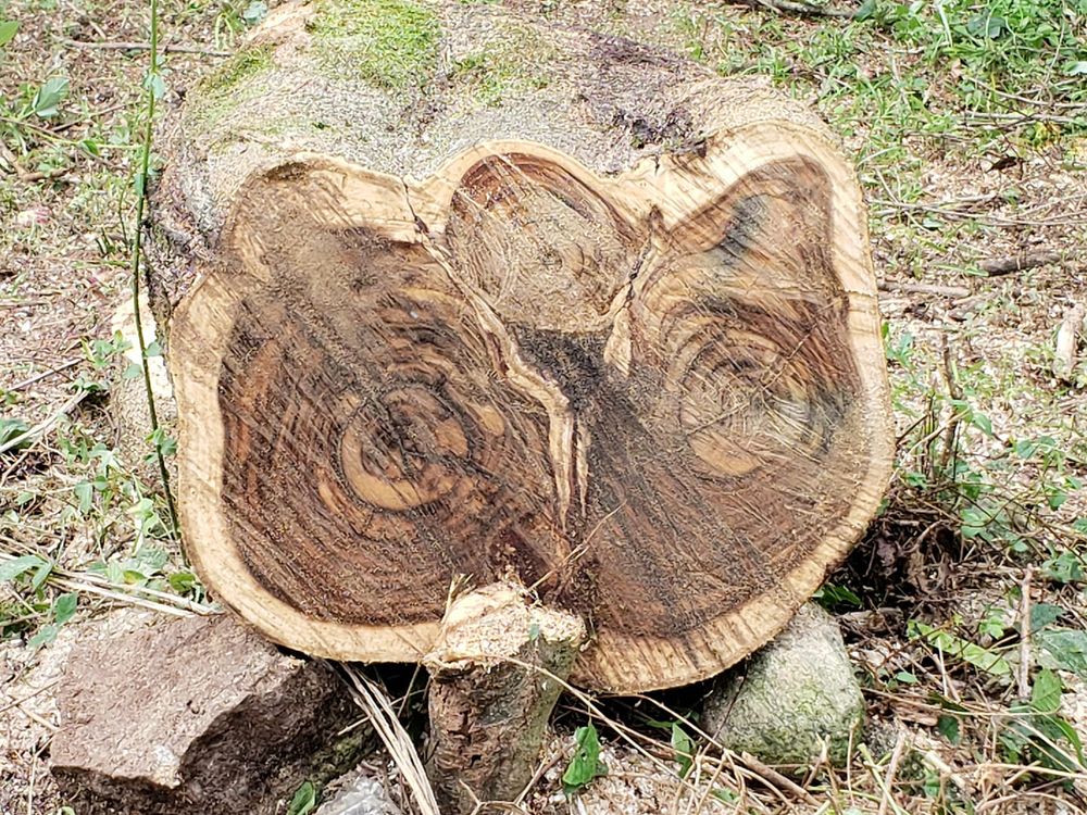 Above All Tree Service