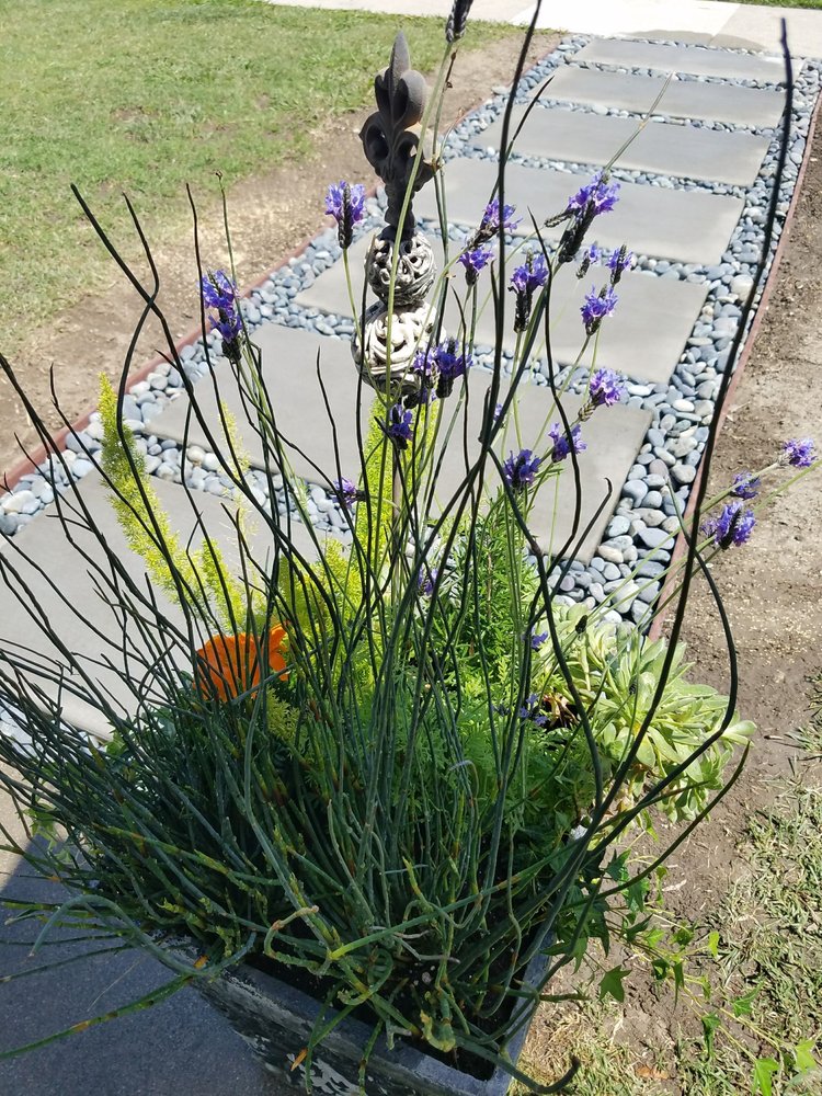California Lawns