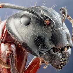 The Best 10 Pest Control In Cape Cod Ma Last Updated May 2019 Yelp The Bugsmith Pest Control