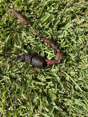 Deer Park Animal Hospital