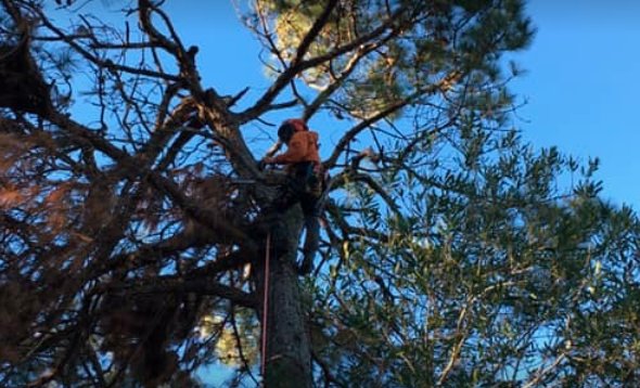 Just In Time Tree Care