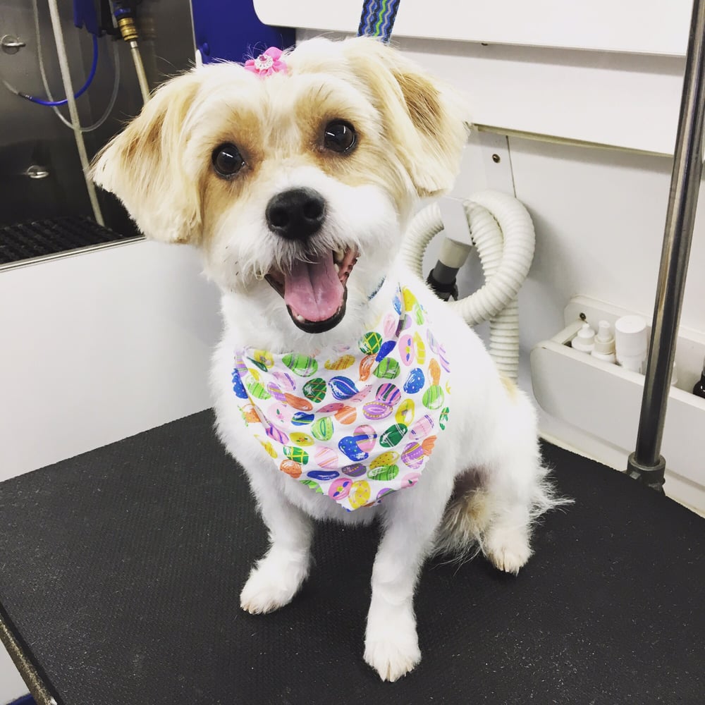Katie’s Mobile Pet Spaw 13 Photos Pet Groomers Herndon, VA