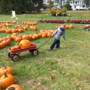 Ceci Brothers Nurseries Gardening 740 North St Greenwich Ct Sam Bridge Nursery Greenhouses