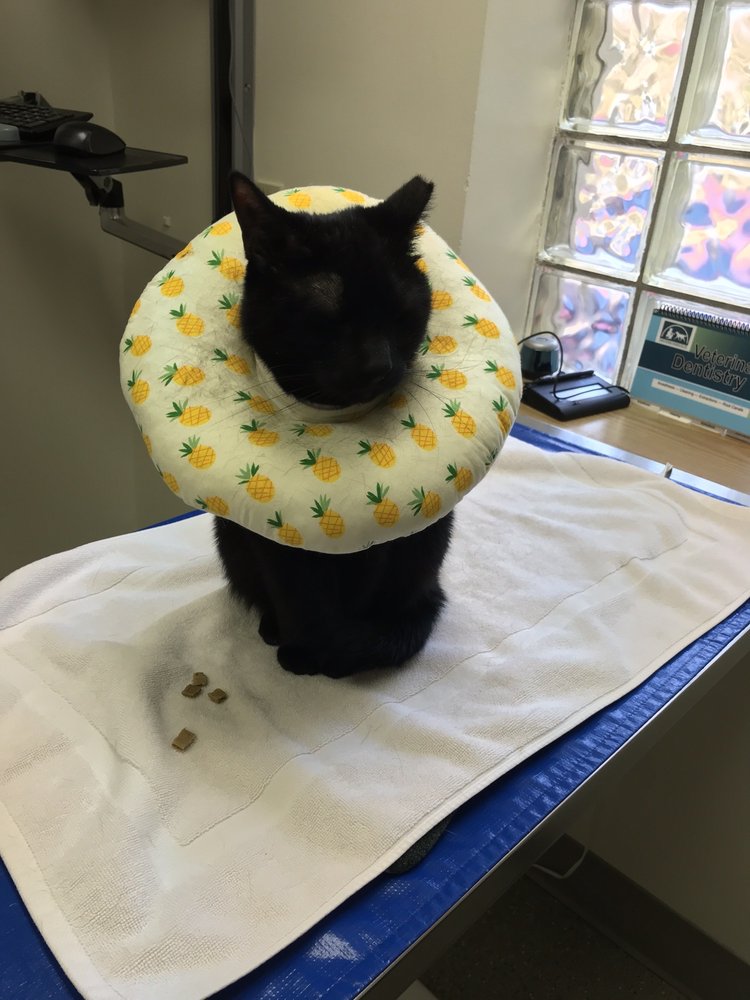 Queen Anne Animal Clinic