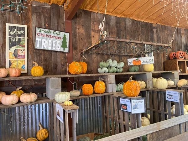 Elves Christmas Tree Farm & Pumpkin Patch