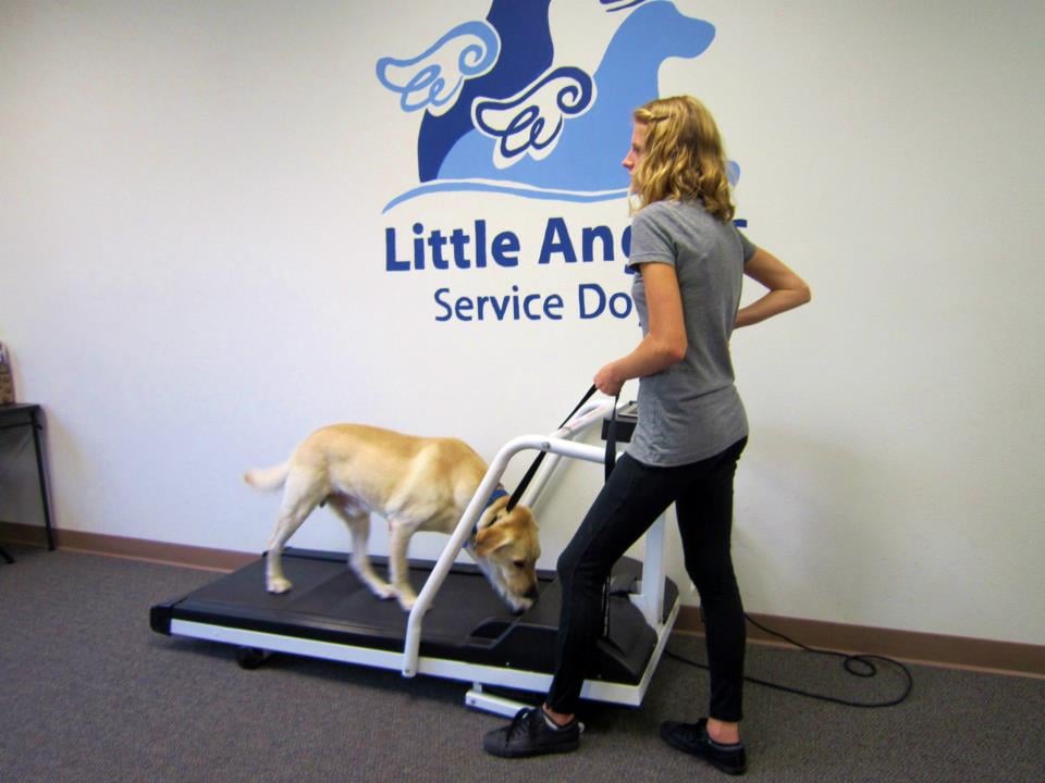 Little Angels Service Dogs Reviews Little Angels Service Dogs Reviews