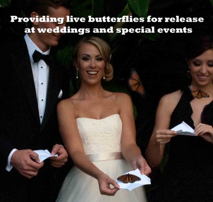 Monarch Butterfly Prom Dress Cheap