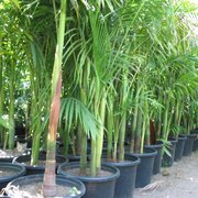 Pomona Nursery Closed Nurseries Gardening 1225 E Holt Ave Photo Of Pomona Nursery Ca United States