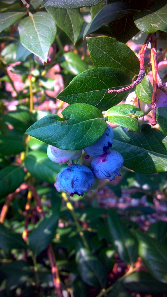 Rocky Point Farm 18 Photos Pick Your Own Farms 130 Rocky Point