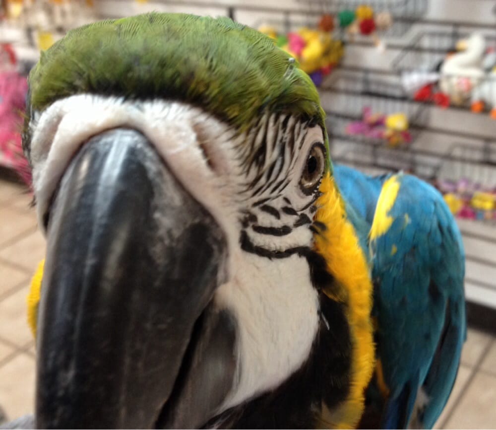 Casa La Parrot 17 Photos Pet Stores 124 28th St SW, Grand Rapids