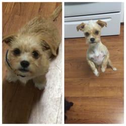 Candy S Dog Grooming Arlington Tx Candy S Dog Grooming Arlington Tx