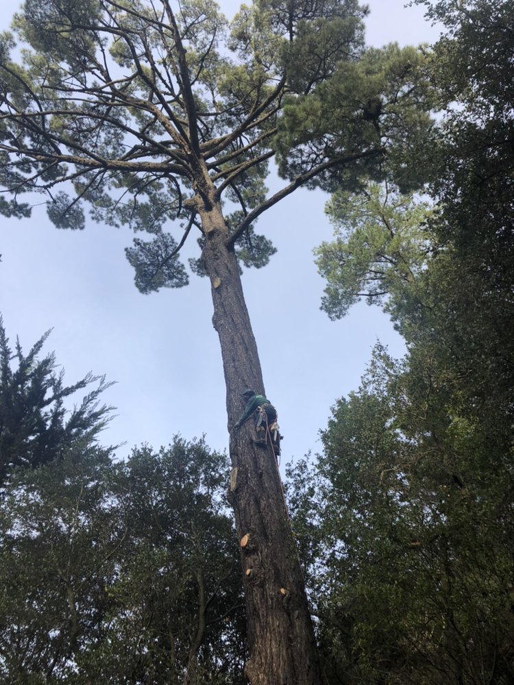 All Stars Tree Service