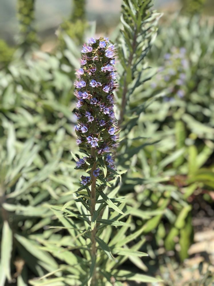 Aliso Summit Trail