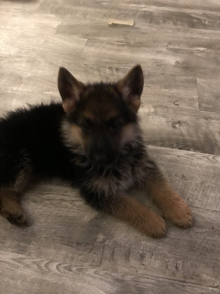 TLC kennel Pet Breeders 19375 County Rd 24, Kit Carson, CO Phone