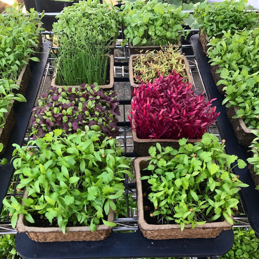 Little Sprouts Urban Farm