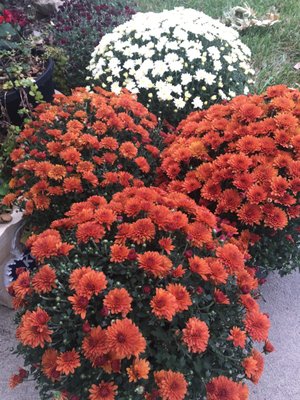 Garden Center Nurseries Gardening 550 Congressional Dr Photo Of Garden Center Lawrence Ks United States A Wonder Selection