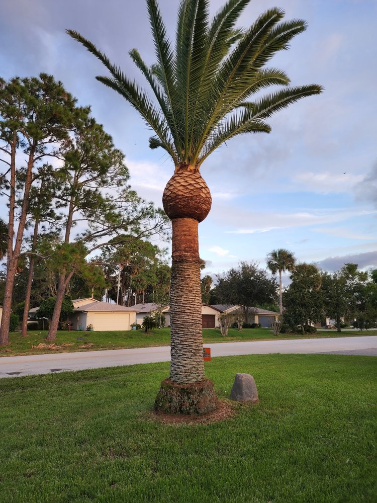First Coast choppers Tree Service