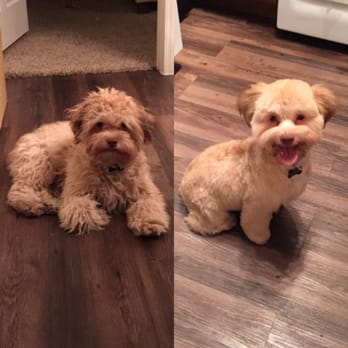 Bichon Dog Grooming Henderson Nv Bichon Dog Grooming Henderson Nv