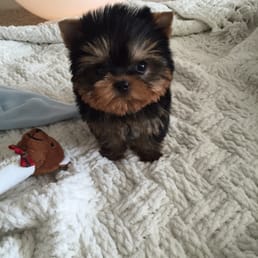 woof woof puppies and boutique photos for woof woof puppies boutique yelp woof woof puppies and boutique photos for woof woof puppies boutique yelp