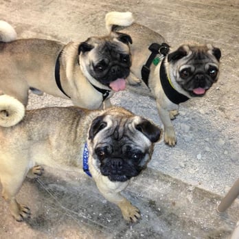 ky pug rescue jen h s reviews yelp ky pug rescue jen h s reviews yelp
