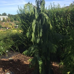 Surfing Hydrangea Nursery Nurseries Gardening 91 Somerset Rd Photo Of Surfing Hydrangea Nursery Nantucket Ma United States Cool Tree I
