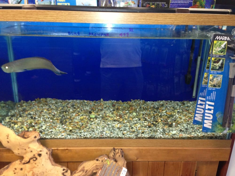 ABC Tropical Fish CLOSED 16 Photos Local Fish Stores 201 S