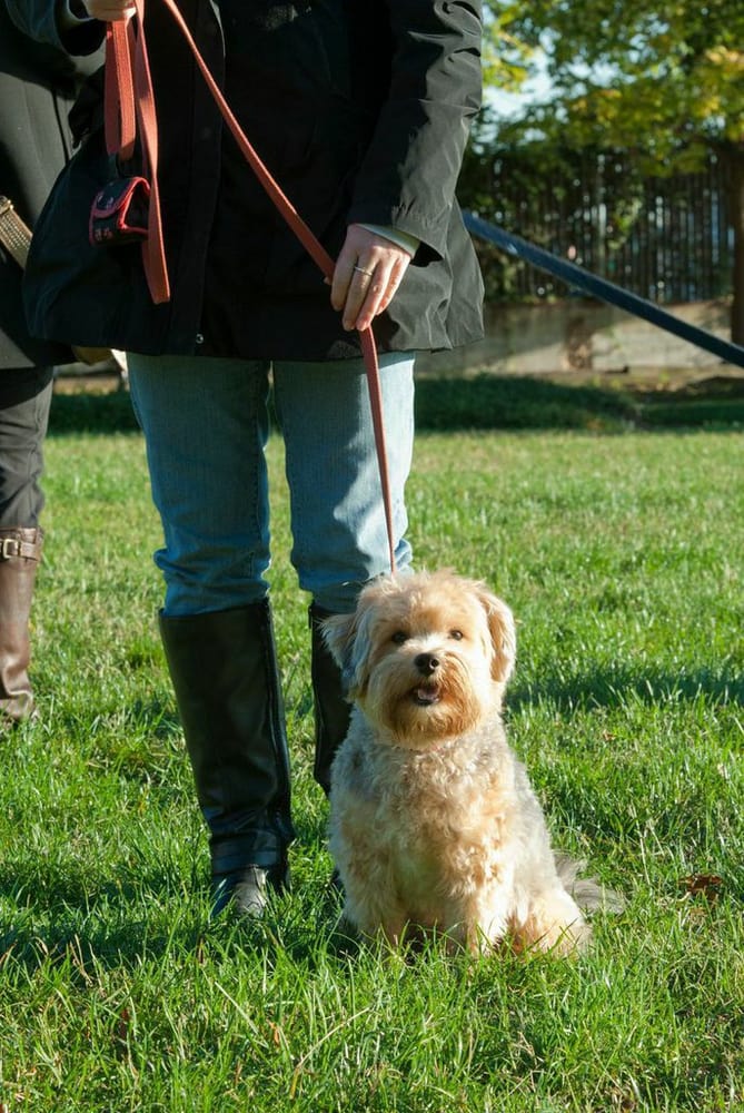 For the Love of Dog