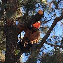 Branch Managers Tree Care Services 2229 Baseline Rd La Photo Of Branch Managers Tree Care La Verne Ca United States