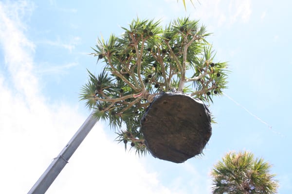 Jenkins Landscape 12260 Se Dixie Hwy Hobe Sound Fl Landscaping Photos 6