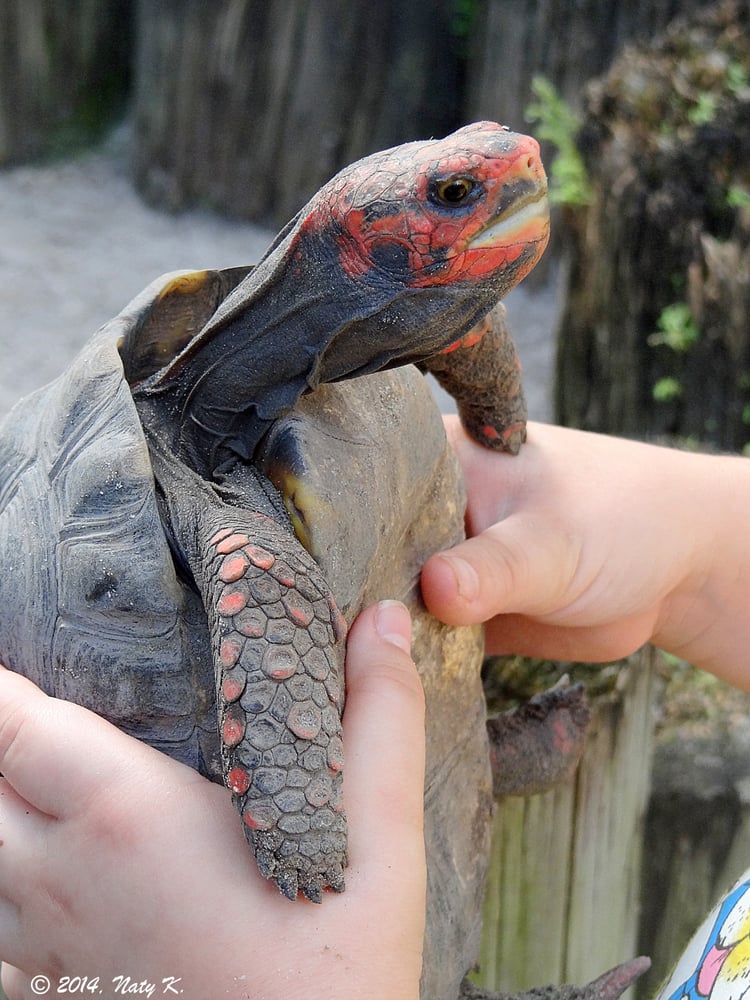 Cherry Head Red Footed Tortoise. - Yelp