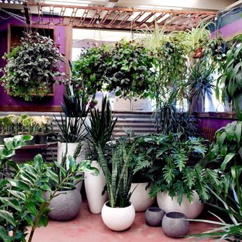 7 Day Nursery 57 Photos 23 Reviews Nurseries Gardening Photo Of 7 Day Nursery Santa Barbara Ca United States Jungle Room