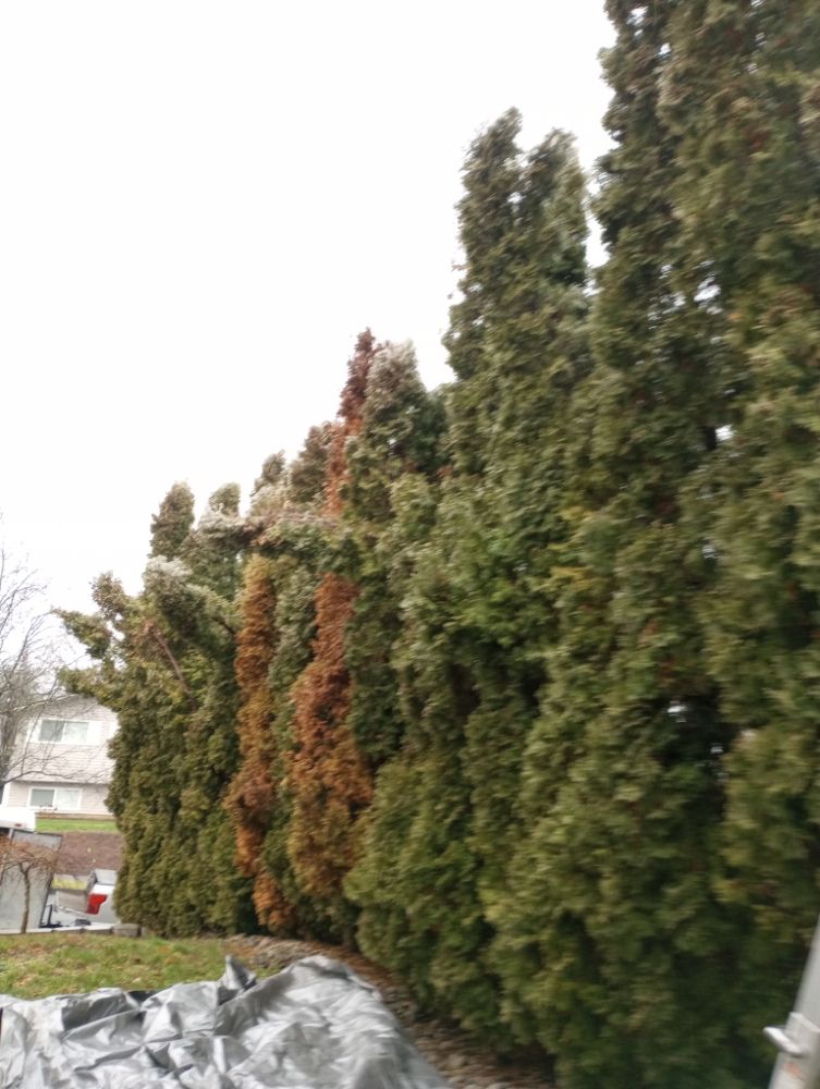 Schneider's tree trimming