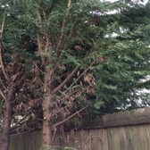 J F Tree Service Inc 29 Photos 59 Reviews Services Photo Of J F Tree Service Inc Beaverton Or United States