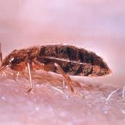 Photo of Spectrum Pest Control - Murrysville, PA, United States Pest Control Murrysville Pest Control Murrysville Photo of Spectrum Pest Control - Murrysville, PA, United States