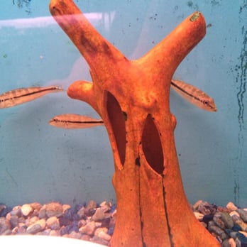 Tom S Tropical Fish Long Beach Ca Tom S Tropical Fish Long Beach Ca