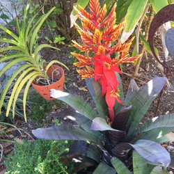 Green Door Nursery 27 Photos Nurseries Gardening 3700 Photo Of Green Door Nursery Naples Fl United States I Vanda Orchid
