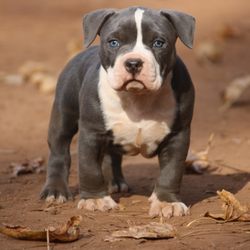 Top 10 Best French Bulldog Breeder In Atlanta Ga Last Updated All Results