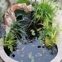 complete pond care 12