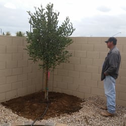 Whitfill Nursery 17 Photos 32 Reviews Nurseries Gardening Photo Of Whitfill Nursery Gilbert Az United States