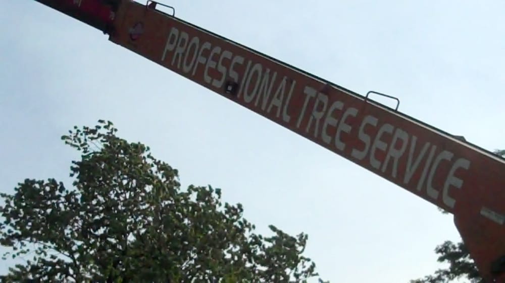 Professional Tree Service
