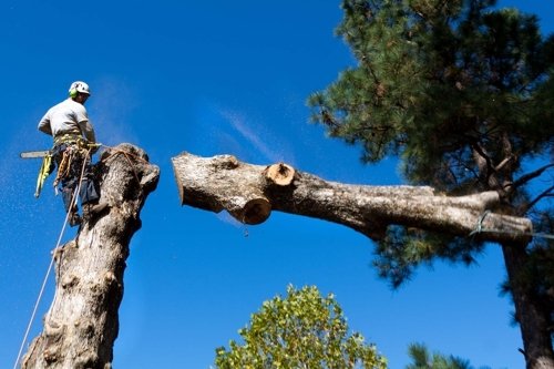 Bob Harris Tree Care