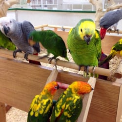 world of birds 21 photos pet shops 15 perry st world of birds 21 photos pet shops 15 perry st